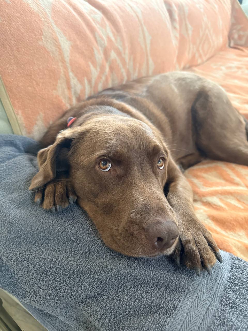 Maple resting on a couch